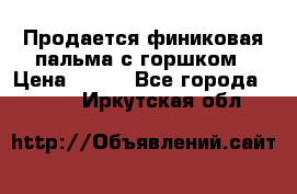 Продается финиковая пальма с горшком › Цена ­ 600 - Все города  »    . Иркутская обл.